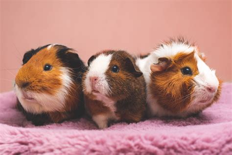 guinea pigs     monthly mini wall calendar lupongovph