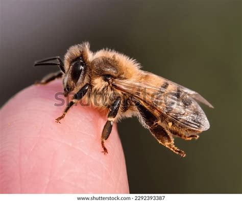 5,308 Bee Island Royalty-Free Images, Stock Photos & Pictures ...