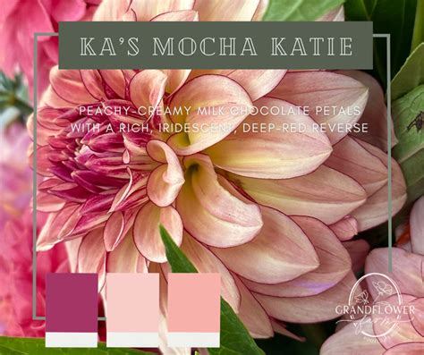 kas mocha katie dahlia tuber
