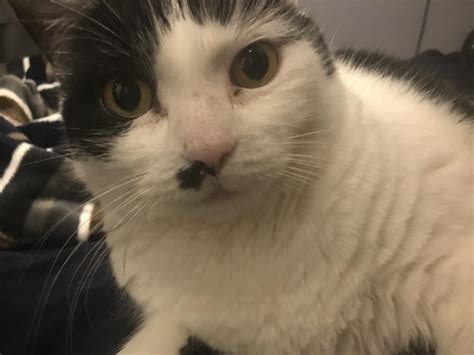 Rare bird sighting : r/lies