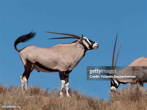 gemsbok horn stock  high res pictures  images getty
