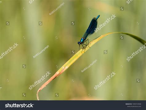 6 Strikosa Images, Stock Photos & Vectors | Shutterstock
