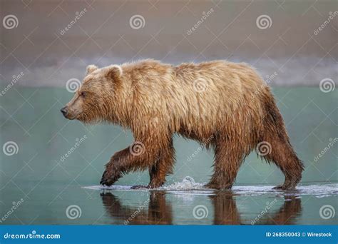 side profile   brown grizzly bear ursus arctos horribilis walking