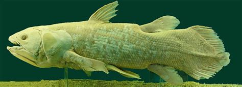 filelatimeria chalumnae coelacanth nhmwjpg wikimedia commons