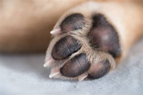 Como Saber Se O Cachorro Quebrou A Pata - Como saber se a pata do cachorro está quebrada? | Petz