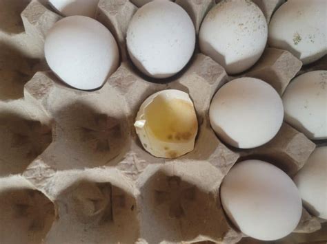 moldy eggs