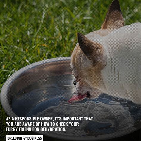 Dehydration In Dogs – Causes, Symptoms, Solutions, Rehydration & FAQ