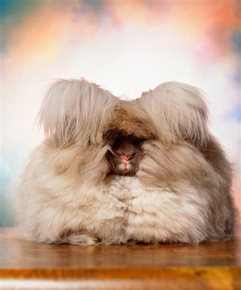 Worlds Fluffiest Rabbit