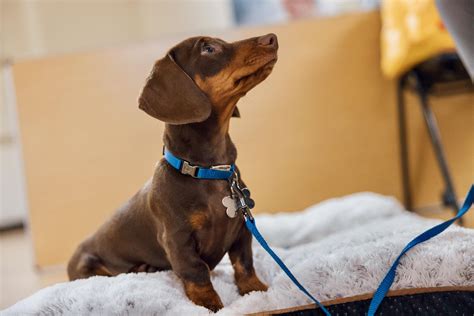 Puppy School Puppy Classes
