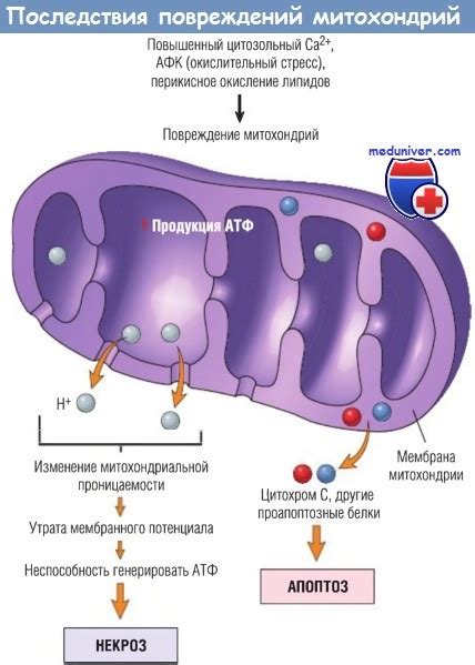 Повреждение митохондрий клеток и их последствия