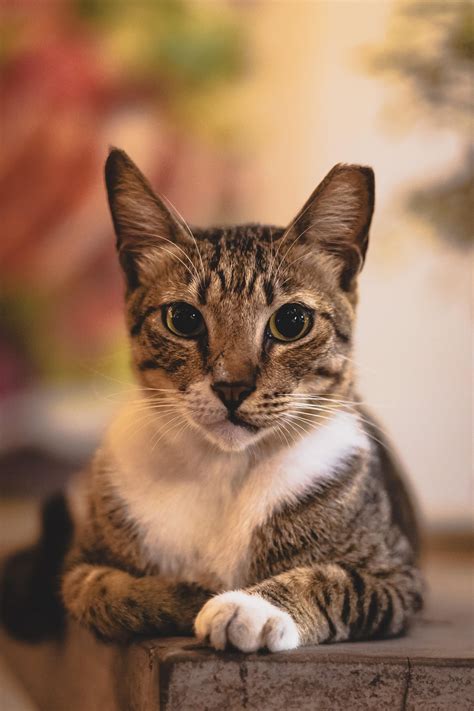 pro photo   cat    bgc rcatsofrph