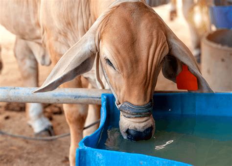 Nutrient Requirements of Cattle: A Guideline to Optimize Balanced Diet