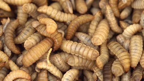 black soldier fly larvae produced  animal feed hermetia illucens