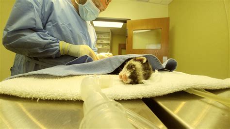 Dr.Dustin Brown| Oklahoma| Brown Surgery Referral| Animal Orthopedic