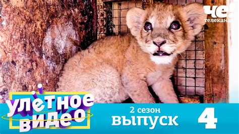 Улетное видео | Сезон 2 | Выпуск 4 - YouTube