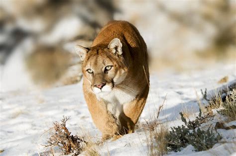 Cougar | species data, conservation, facts, photos - BigCatsWildCats