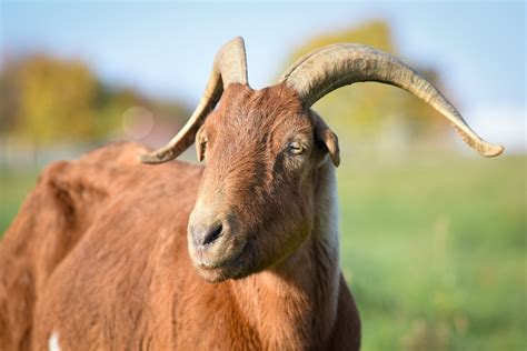 Are Goats Good With Dogs