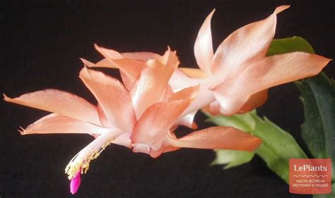 Шлюмбергера (Schlumbergera) — описание, выращивание, фото | на LePlants.ru