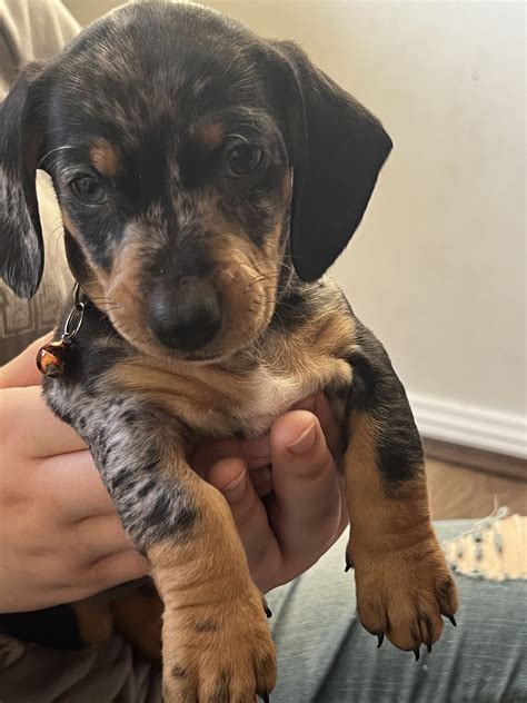 Mini Dachshund - Shellharbour - PetsForHomes