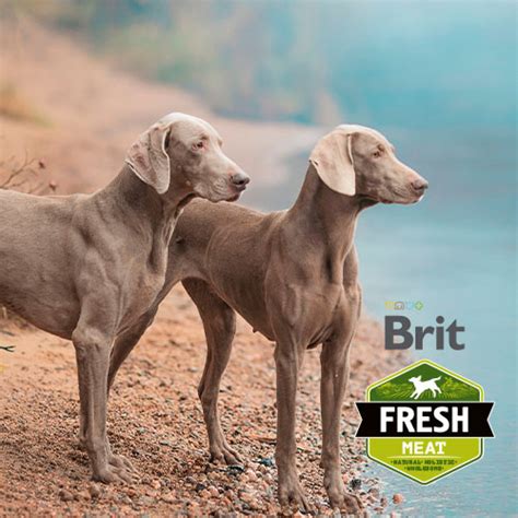 Brit: Hochwertiges Futter für Hunde und Katzen