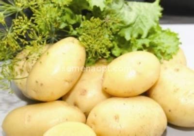 Сорт Латона (культура картопля, рослина Картопля) | ІАС "Аграрії разом"