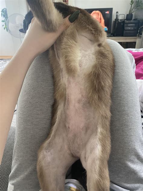 how do you rabbit losing hair indoors 2