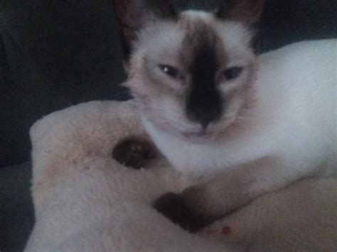 What To Feed Toothless Cat? | TheCatSite