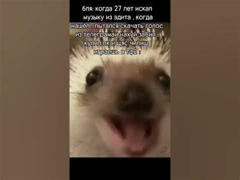 #мем #мемы #memiş #memis #смешно #смешной #еж #ёжик #ёжики #говрек ...
