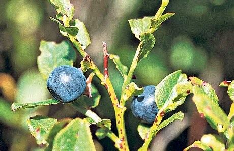 A grand communion of whinberries and whorts