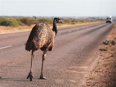 Where Do Emus Live? (Habitat + Distribution) | Birdfact