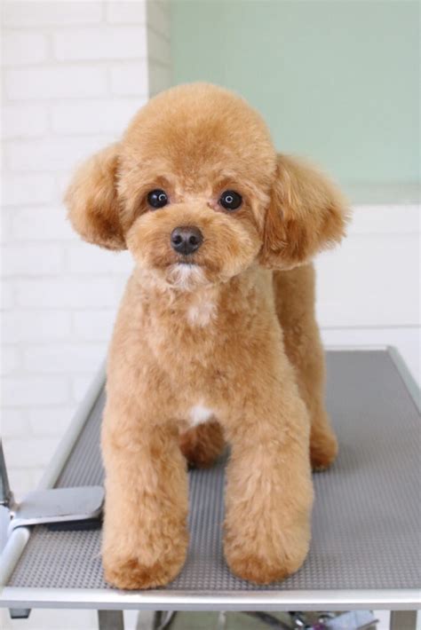 ビションフリーゼのまっしろまんまるカット | DOG ASIL（ドッグアシル）