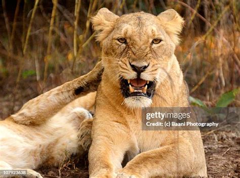 362 Lioness Roaring At Lion Stock Photos, High-Res Pictures, and Images - Getty Images