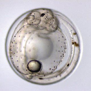 diversity  fish egg characteristics  table