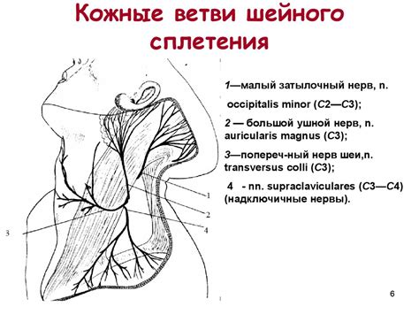 Функциональная анатомия соматических сплетений и черепных нервов ...