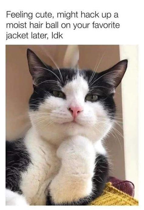 your jacket | Feeling Cute, Might Delete Later | Know Your Meme