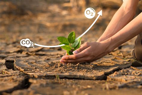 What Happens When Trees Absorb Carbon Dioxide at Rory Barbour blog