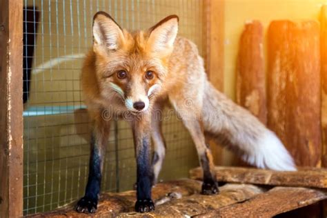 Young beautiful brown fox stock photo. Image of face - 113967530