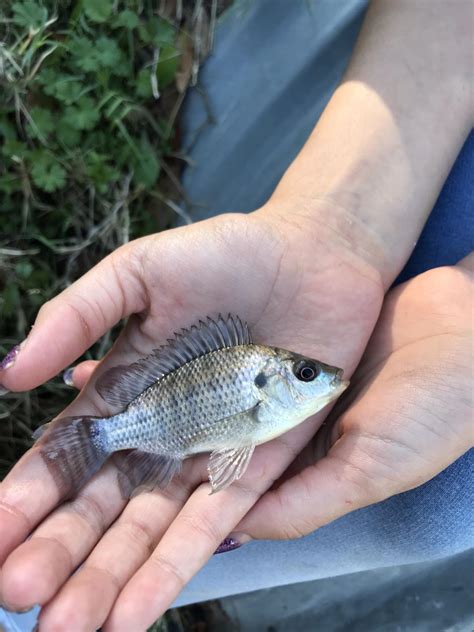 Baby Green Sunfish? : r/MicroFishing