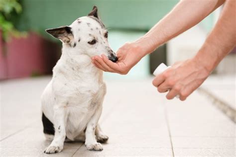 5 Symptoms Of Canine Arthritis And How To Ease Your Dog's Pain