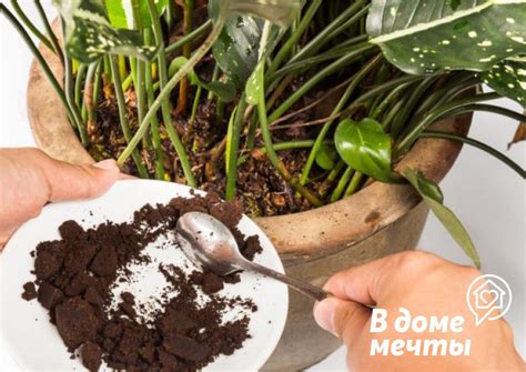 Подкормка комнатных растений зимой: 7 простых домашних удобрений | В ...