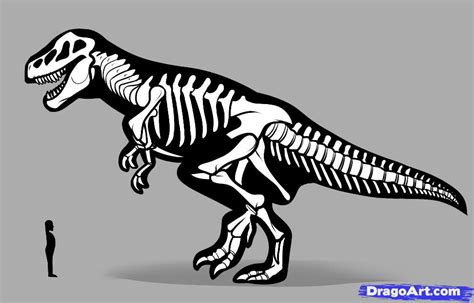 Dinosaur Fossil Drawing at PaintingValley.com | Explore collection of ...