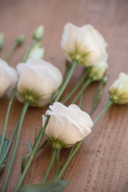Lisianthus Flower Blossom - Free photo on Pixabay - Pixabay
