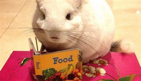 chinchilla stylish bernama bubu  bikin  terpekik gemas photo