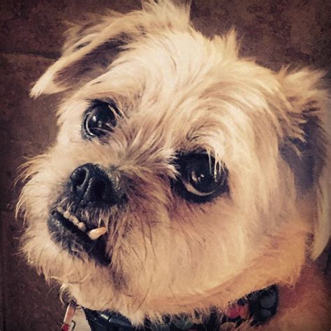 Snaggletooth | Dog portraits, Dogs, Animals