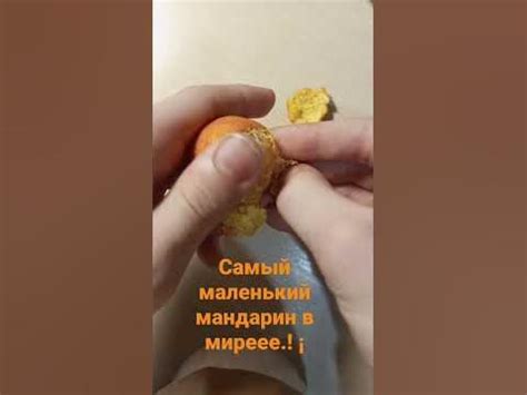 самый маленький мандарин🍊 в мире! ¡ #Duo_RU #чебурахнулся #мандарин # ...