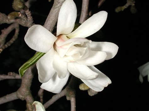Magnoliopsida