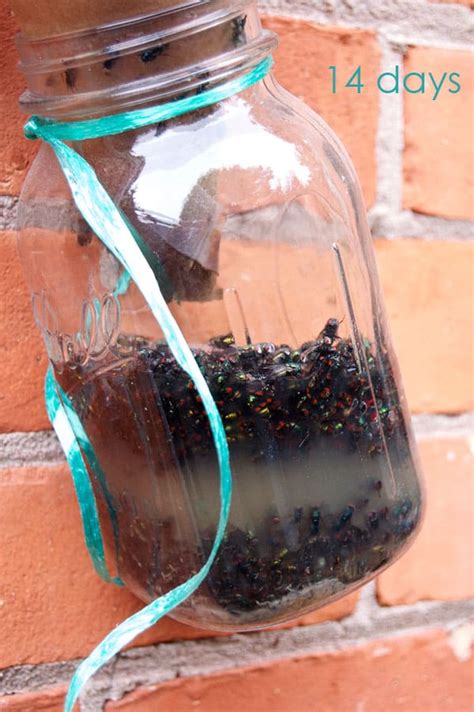 Diy House Fly Trap