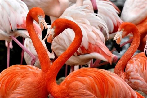 Sharjah Safari Park - A Must-visit Destination In The UAE