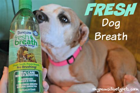 Fresh Dog Breath Is Easy #SmoochUrPooch | Pawsitively Pets