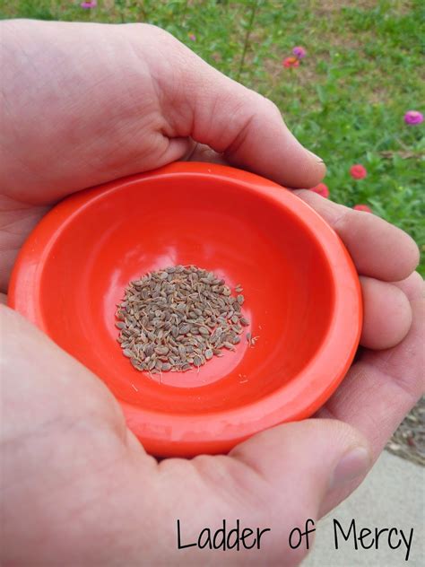 Ladder of Mercy: Saving Parsley Seeds